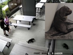 "Wszyscy byli w szoku". Nagle do baru weszła zaskakująca klientka