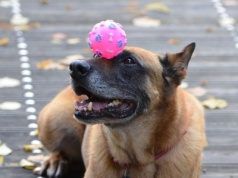 Kraków. W niedzielę odbędzie się „Psi Mam Talent”