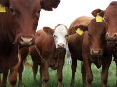 Nowe ogniska choroby niebieskiego języka. GLW potwierdza kolejne przypadki