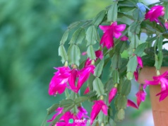 Podlej tym teraz grudnik, a na święta obsypie się kwiatami