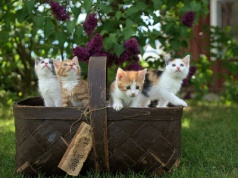 Kot domowy trafił do Europy zaledwie 2000 lat temu. Przybył z Afryki nie z Bliskiego Wschodu