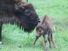 Gruźlica wśród żubrów w Bieszczadach. Osiem zwierząt zostanie uśmierconych