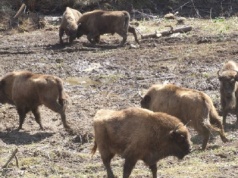 Osiem żubrów z Zagrody Pokazowej w Mucznem zakażonych gruźlicą. Decyzja o ich uśmierceniu ma uchronić bieszczadzką populację