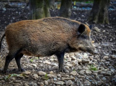 Zakażony dzik w sercu produkcji trzody chlewnej. Minister Krajewski: „Nie wykluczamy sabotażu, w tym wschodniej dywersji”
