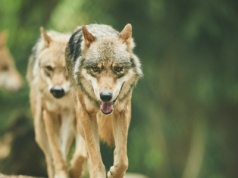 Wilki atakują ludzi i porywają dzieci. W ruch poszły drony