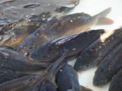 Świętokrzyski karp mimo problemów nie zdrożeje