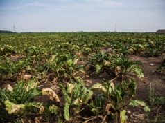 Resztki pożniwne po buraku cukrowym: jak zrobić z nich nawóz i poprawić żyzność gleby?