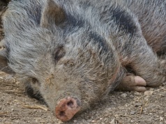 Kolejny martwy dzik i ostre słowa o „wschodniej dywersji”