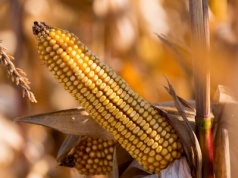 Polska pobija rekord w produkcji kukurydzy! Najnowszy raport KE pokazuje historyczny wynik