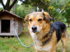 Ustawa łańcuchowa. Weto Nawrockiego. Potrzebujemy prawa, które faktycznie chroni zwierzęta