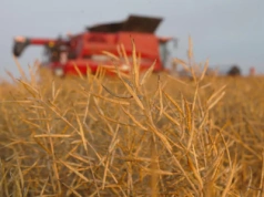 Rzepakowe australijskie prognozy studzone przez soję, a giełda w cenowej rozterce