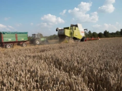 Australijskie zbiory zbóż bliskie rekordów, rozpycha się też Kazachstan, a co z unijnym eksportem i cenami w kraju?