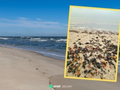 Bursztynowe szaleństwo nad Bałtykiem. "Co za wspaniałe widoki"