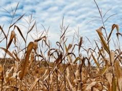 Nowe zasady NGT. Co zmieni się w uprawach?