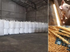 Ceny zbóż rosną przed Świętami, nawozy też drożeją. A świnie?