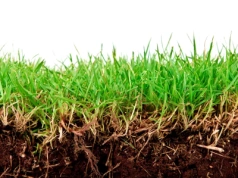 Wysiej trawę... zimą. Zyska przewagę nad chwastami i stworzy murawę jak na boisku