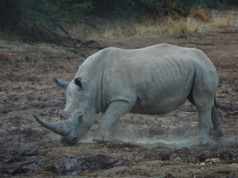Nasi, zapomniana hybryda z Czech, która może ocalić gatunek. Jej historia nabiera nowego znaczenia