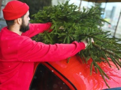 Jak bezpiecznie przewieźć choinkę samochodem? Wielu kierowców o tym nie wie
