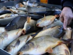 Ceny karpia 2025. Hodowcy ogłaszają podwyżki – ryba będzie droższa o 8%