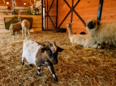 Żywa szopka w ZOO Borysew. Największa w regionie