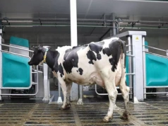 Robot udojowy zimą: najważniejsze zasady, by nie stracić wydajności