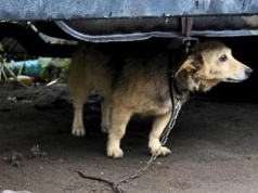 Apel do posłów o odrzucenie weta ws. ustawy łańcuchowej
