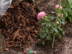 W grudniu zakop to pod różami. Wiosną ci się odwdzięczą