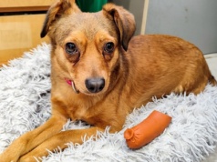 Psy z konińskiego schroniska, które czekają na swoją szansę