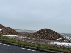 Czym grozi nieprzykrycie pryzmy buraków cukrowych?