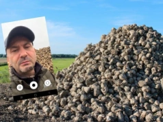 "Patrzę na buraki i nie wierzę". Rolnik alarmuje: tracę 150 ton