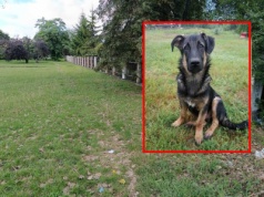 Oskarżył księdza o zastrzelenie psa. „Od początku zapewniałem, że to nieprawda”