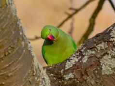 Papugi wyleciały z klatek i nie boją się mrozów. Mogą niszczyć nasze domy i ogródki
