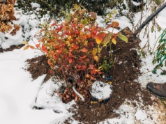Możesz posadzić je w grudniu. Tym roślinom mróz potrafi sprzyjać. Jest w czym wybierać