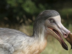 Takiej głowy nie miał żaden ptak. Skanują 75 gatunków, by ją znaleźć