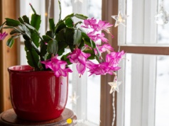 Ten trik na świątecznego kaktusa zadziwia ogrodników. Rozkwitnie jak szalony