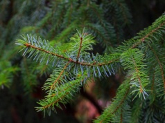 Straż Leśna rozpoczęła ogólnopolską akcję „Choinka 2025” w Lasach Państwowych