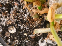 Pleśń z doniczki zniknie w mgnieniu oka. Wystarczy włożyć do ziemi grzybobójcze warzywo