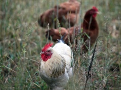 Nowe ogniska rzekomego pomoru drobiu