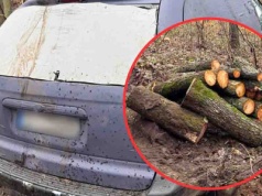 Pechowa kradzież drewna z lasu. Wpadł, bo przeładowany samochód ugrzązł w błocie