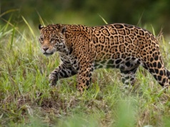 Wielki kot przedarł się do USA. Spisano go na straty dziesiątki lat temu