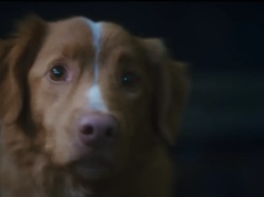 Szum wokół filmu "Good Boy". Tysiące fanów apeluje o Oscara dla psiego bohatera