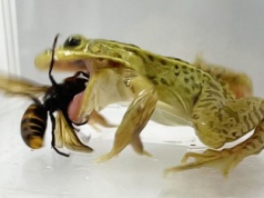 Szerszeń azjatycki kontra żaba. Jak płaz radzi sobie z dużym owadem