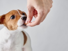 Dlaczego warto stosować suplementy diety dla zwierząt