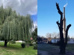 Zdrową wierzbę pozbawiono korony. Urząd bada sprawę