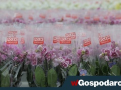 Przybyło firm! Co piąty biznes ma siedzibę na Mazowszu