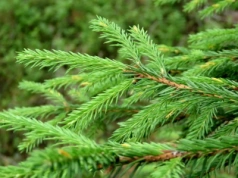 Święta zaczynają się w lesie! Leśnicy zapraszają po choinki