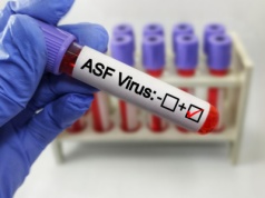 Niepokojące wieści z Hiszpanii. Wirus ASF mógł wydostać się z laboratorium   