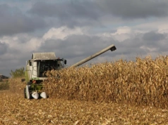 Kukurydza po 420 zł i jeszcze potrącenia. Będzie pomoc?