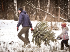 Wytnij swoją wymarzoną choinkę podczas Choinkobrania. Ile trzeba będzie zapłacić za drzewko?