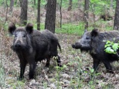 Martwy dzik z ASF w Łódzkiem. ABW bada sprawę